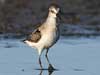 semipalmated sandpiper