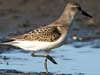 semipalmated sandpiper