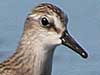 semipalmated sandpiper