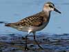 semipalmated sandpiper