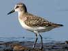 semipalmated sandpiper