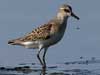 semipalmated sandpiper