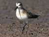 semipalmated sandpiper