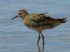 sharp-tailed sandpiper