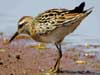 sharp-tailed sandpiper