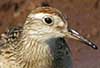 sharp-tailed sandpiper