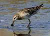 sharp-tailed sandpiper