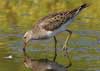sharp-tailed sandpiper
