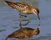 sharp-tailed sandpiper