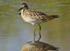 sharp-tailed sandpiper