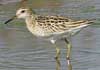 sharp-tailed sandpiper