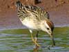 sharp-tailed sandpiper