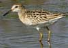 sharp-tailed sandpiper