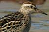 sharp-tailed sandpiper