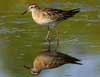 sharp-tailed sandpiper