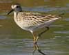 sharp-tailed sandpiper