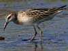 sharp-tailed sandpiper