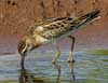 sharp-tailed sandpiper