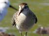sharp-tailed sandpiper