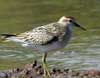 sharp-tailed sandpiper