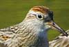 sharp-tailed sandpiper