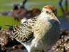 sharp-tailed sandpiper