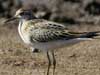 sharp-tailed sandpiper