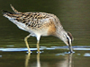 short-billed dowitcher