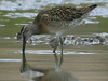 short-billed dowitcher