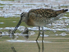 short-billed dowitcher