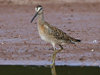 short-billed dowitcher