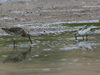 short-billed dowitcher