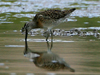 short-billed dowitcher