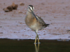 short-billed dowitcher