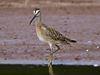 short-billed dowitcher