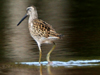 short-billed dowitcher