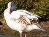 snow goose