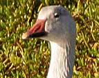 snow goose