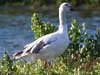 snow goose