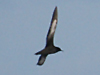 sooty shearwater