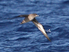 sooty shearwater