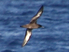 sooty shearwater