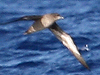 sooty shearwater
