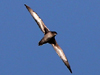sooty shearwater