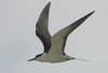sooty tern