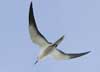 sooty tern