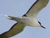 sooty tern
