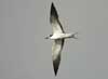 sooty tern