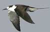 sooty tern