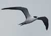 sooty tern